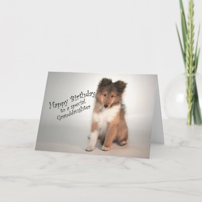 Cartão Sheltie Birthday Card para neta (Frente)