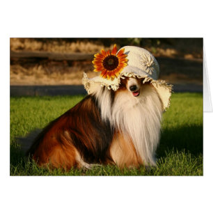 Cartão Sheltie com Hat