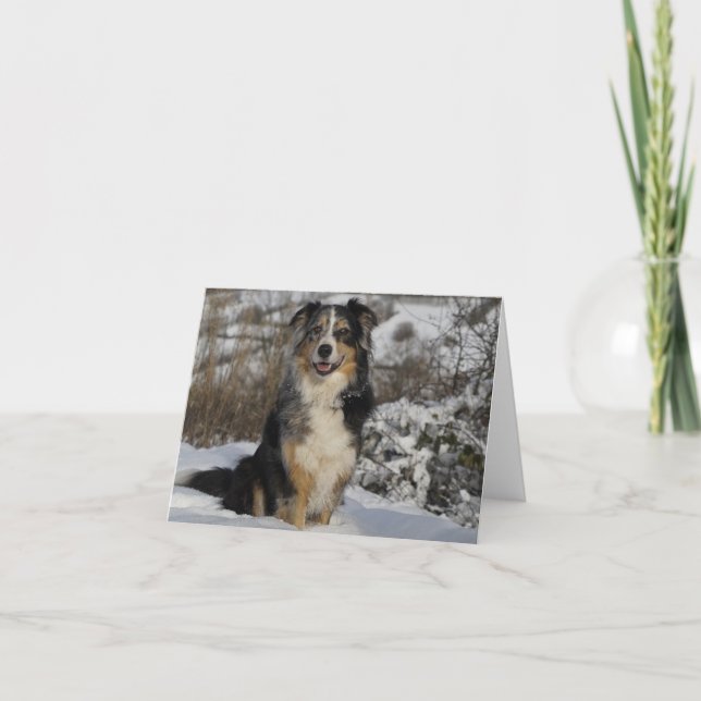 Cartão Shepherd Aussie Dog Olá Amor (Frente)