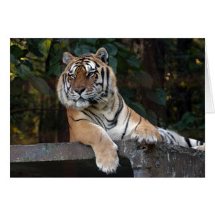 Cartão Shere-Khan-b-8