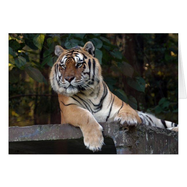 Cartão Shere-Khan-b-8 (Frente Horizontal)