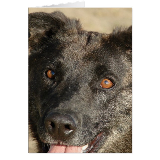 Cartão Sherpherd Mix Alemão (Frente)