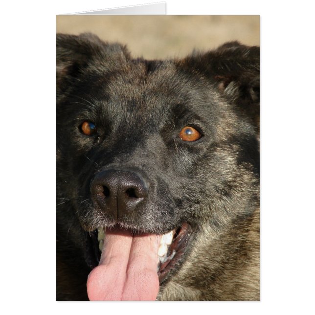 Cartão Sherpherd Mix Alemão (Frente)