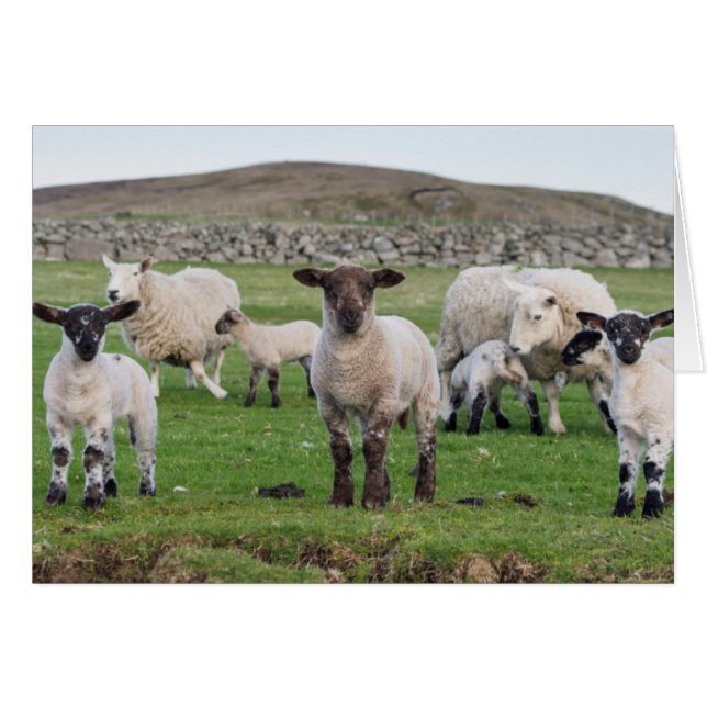 Cartão Shetland Sheep (Frente Horizontal)