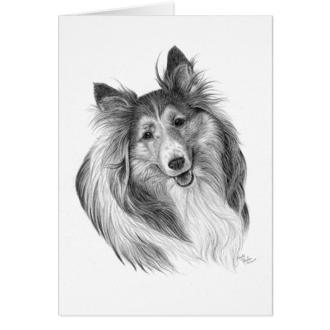 Cartão Shetland Sheepdog Drake por Glenda S. Harlan (Frente)