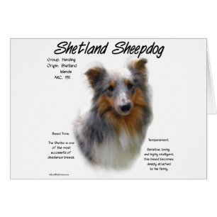 Cartão Shetland Sheepdog History Design