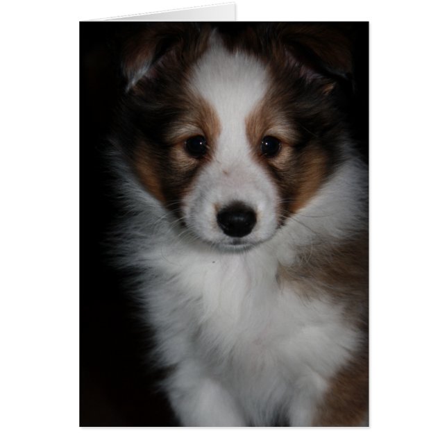 Cartão Shetland Sheepdog Puppy (Frente)