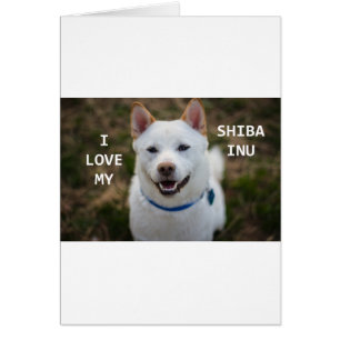 Cartão shiba-inu-creme amor w pic