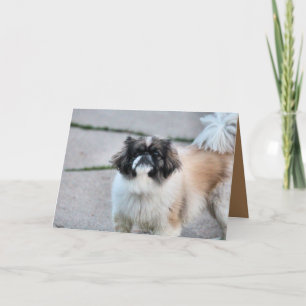 Cartão Shih Tzu