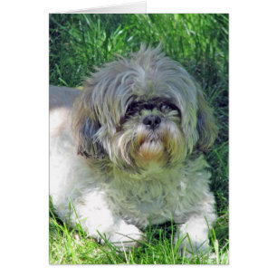 Cartão shih tzu