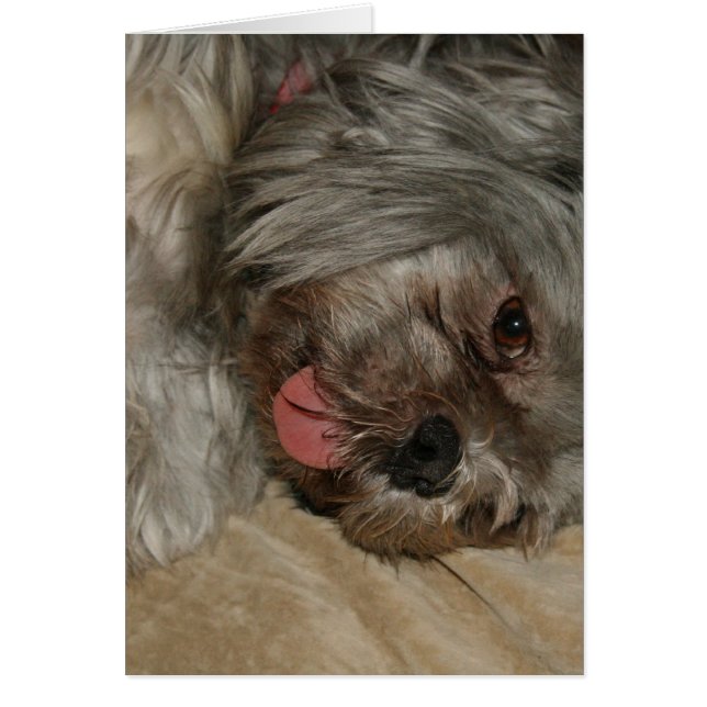 Cartão Shih tzu cachorrinho fofo (Frente)