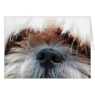 Cartão shih tzu cachorro cachorrinho bonitinho presentes