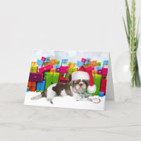 Shih Tzu Cachorro de Natal