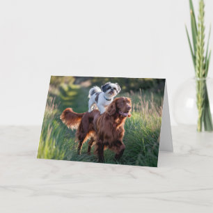 Cartão Shih Tzu e Irish Setter Card