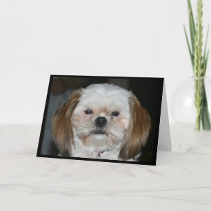 Cartão Shih Tzu É Melhor Que Tenha Um Feliz Aniversário!