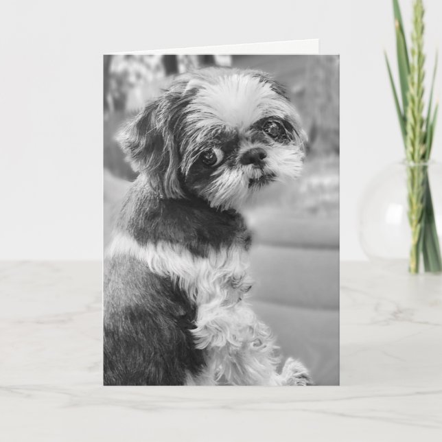 Cartão Shih Tzu Girl Black and White Greeting Card (Frente)