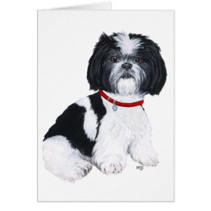 Cartão Shih Tzu Preto e Branco