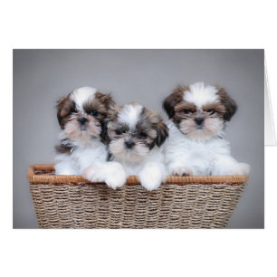 Cartão Shih Tzu puppies