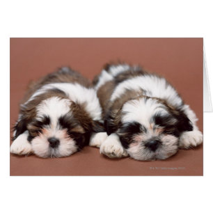 Cartão Shih Tzu Puppies
