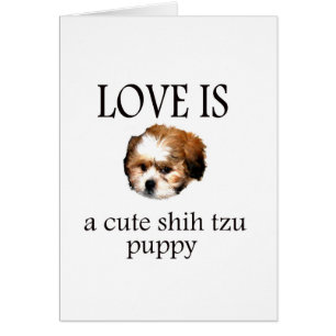 Cartão Shih Tzu Puppy