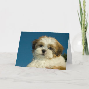 Cartão Shih Tzu Puppy "Thinking of you" Card