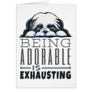 Cartão Shih Tzu que é adorável