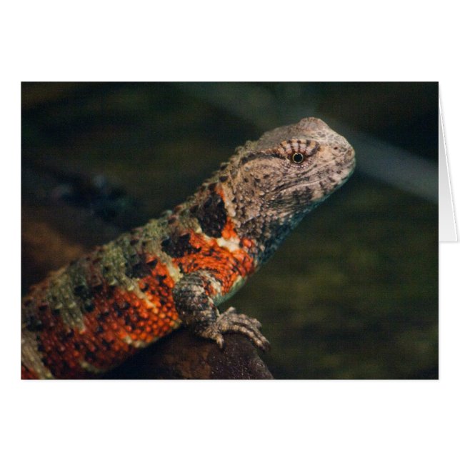 Cartão Shinisaurus crocodilurus (Frente Horizontal)