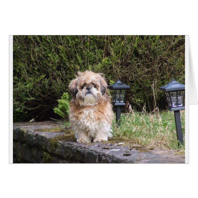 Cartão shitzui (Frente Horizontal)