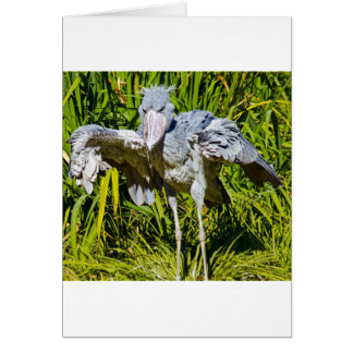 Cartão Shoebill Stork