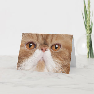 Cartão Shorthair exótica