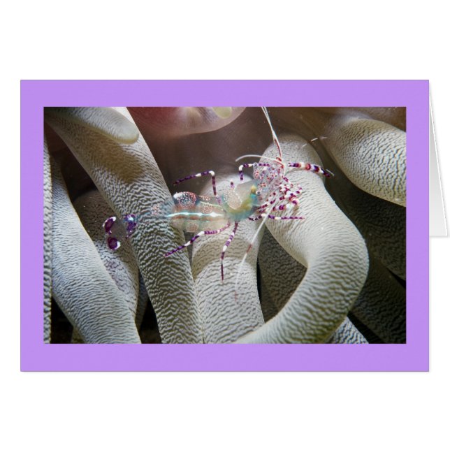 Cartão Shrimp De Limpeza Detectado (Frente horizontal)