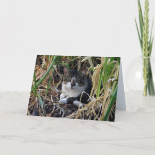 Cartão Shy Boy Kitty Blank Greeting Card