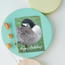 Shy Canada Goose Photo Birthday