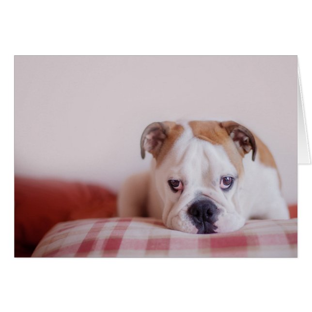 Cartão Shy English Bulldog Puppy (Frente Horizontal)