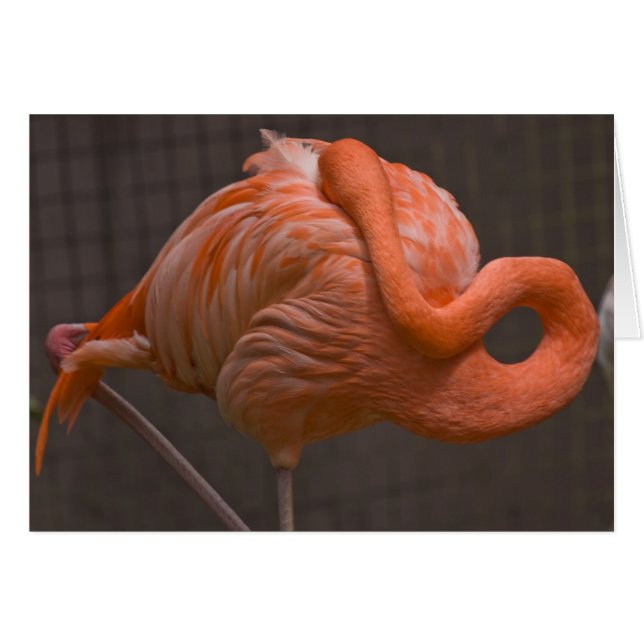 Cartão Shy Flamingo (Frente Horizontal)