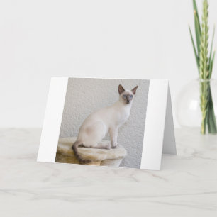 Cartão Siamês Cat Pet Purr Meow Destino do Gatinho
