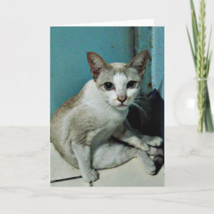 Cartão Siamese Cat Friend