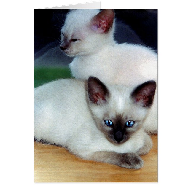 Cartão Siamese Kittens (Frente)