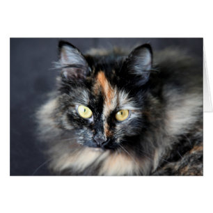 Cartão Siberian Cat