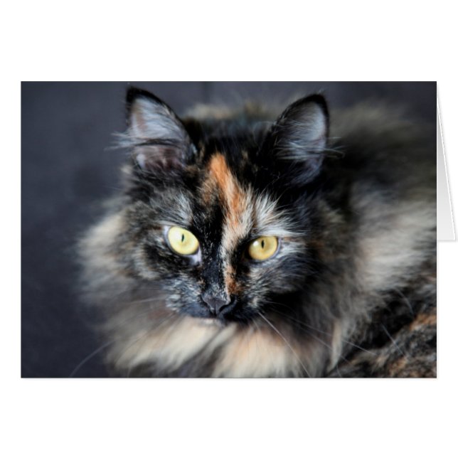 Cartão Siberian Cat (Frente Horizontal)