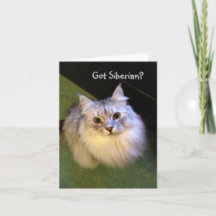 Cartão Siberian Cat Note Cards