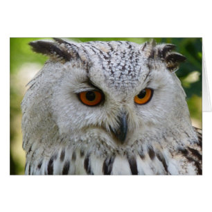 Cartão Siberian Eagle Owl