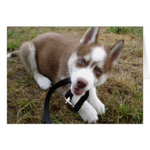 Cartão Siberian Husky (1)