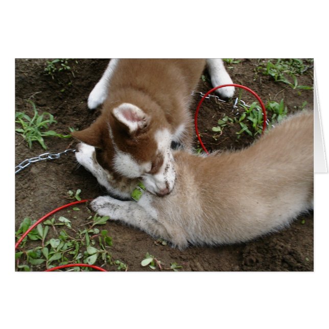 Cartão Siberian Husky (3) (Frente Horizontal)