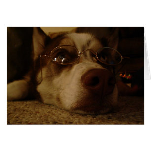 Cartão Siberian Husky (5)