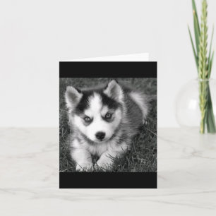 Cartão Siberian Husky Puppy Dog Blank Greeting Note Card