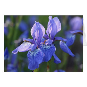 Cartão Siberian Iris Pair