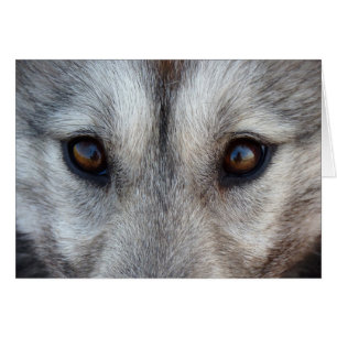 Cartão Siberiano Husky / Cartão Malamute do Alaska