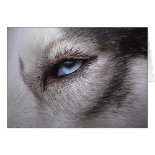 Cartão Siberiano Husky para o trabalhador Malamut