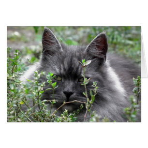 Cartão Siberiano   Retrato de gato